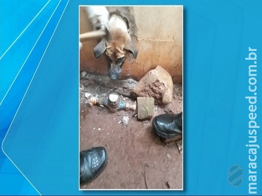 Bombeiros de MS resgatam cão que ficou com a cabeça presa em muro