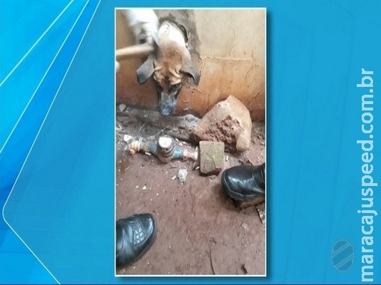 Bombeiros de MS resgatam cão que ficou com a cabeça presa em muro Bombeiros de MS resgatam cão que ficou com a cabeça presa em muro