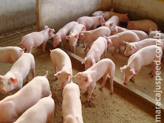 Brasil reforça vigilância para barrar eventual ingresso da peste suína africana Brasil reforça vigilância para barrar eventual ingresso da peste suína africana