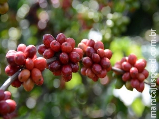 Brasil terá a maior produção de café da história de quase 60 milhões de sacas