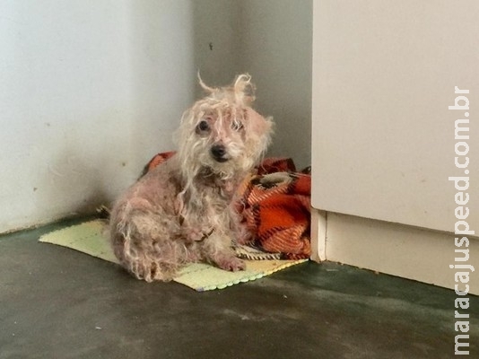 Cachorrinha se recusa a sair de casa após morte de donos e funcionária é contratada para cuidar de animal Cachorrinha se recusa a sair de casa após morte de donos e funcionária é contratada para cuidar de animal