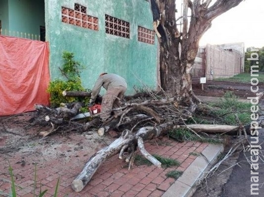 Chuva rápida derruba árvore e assusta casal de moradores na Vila Nasser