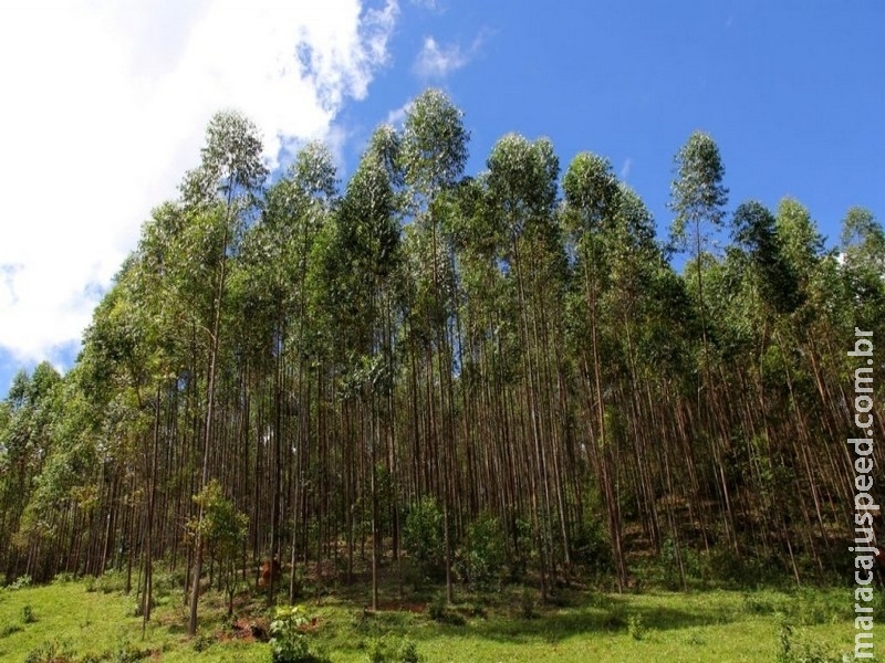 Cultivo de florestas para fins industriais diminui pressão sobre matas nativas Cultivo de florestas para fins industriais diminui pressão sobre matas nativas