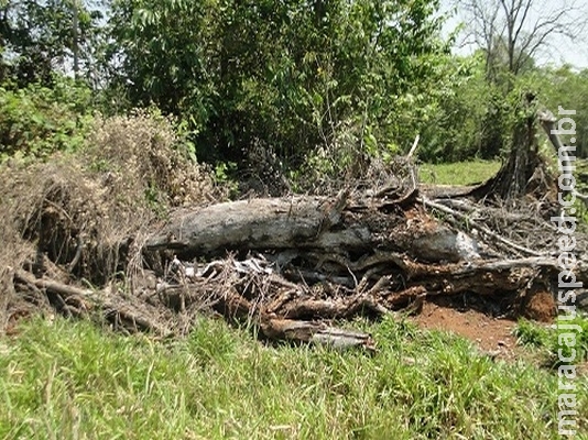 Durante operação, fazendeira é autuada por desmatamento ilegal