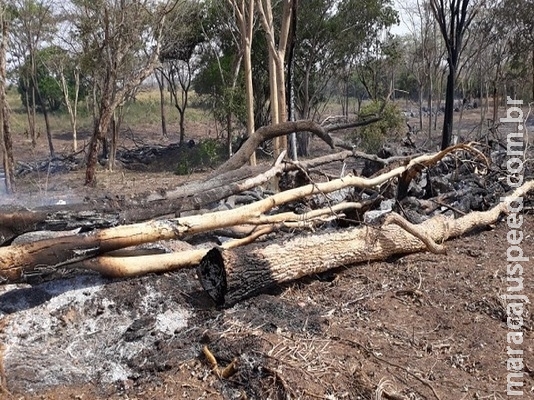 Fazendeiro é autuado pela PMA por desmatamento de vegetação nativa Fazendeiro é autuado pela PMA por desmatamento de vegetação nativa