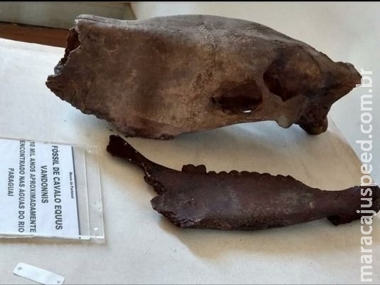 Fóssil de 30 mil anos achado em MS estava em museu incendiado no Rio