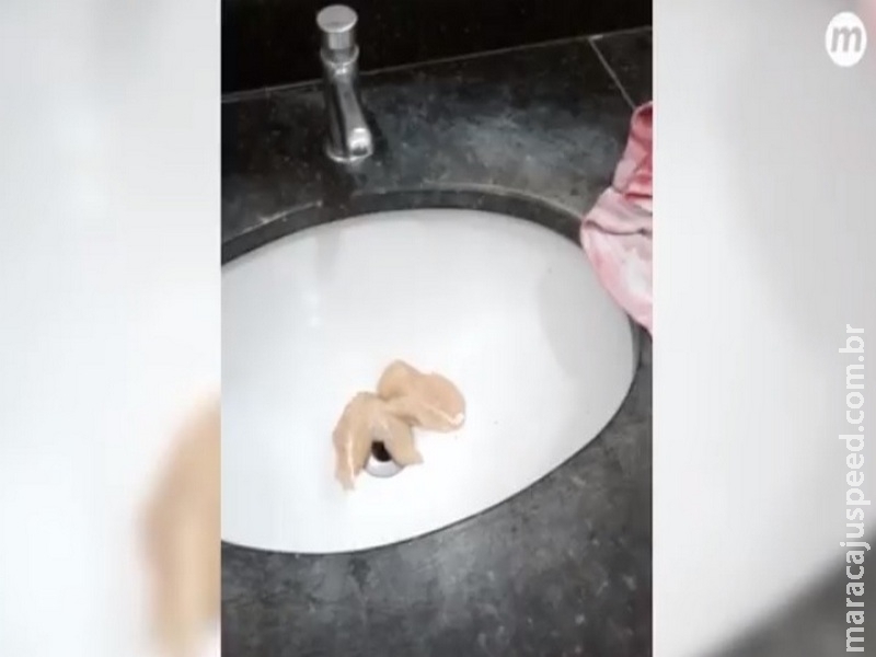 Funcionárias da UFMS encontram frango apodrecido em pias de banheiro Funcionárias da UFMS encontram frango apodrecido em pias de banheiro
