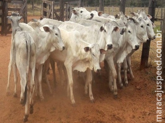 Governo de MS leiloa 47 bovinos nesta terça-feira em Aquidauana
