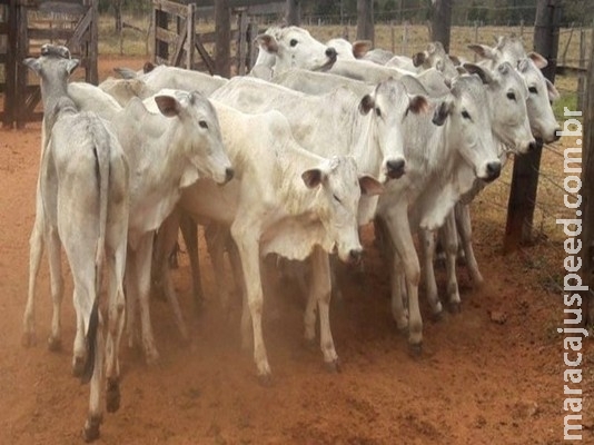 Governo de MS leiloa 47 bovinos nesta terça-feira em Aquidauana Governo de MS leiloa 47 bovinos nesta terça-feira em Aquidauana