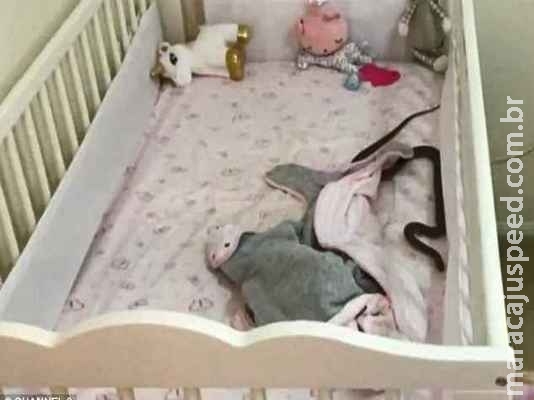 Mãe encontra cobra venenosa dentro de berço da filha Mãe encontra cobra venenosa dentro de berço da filha