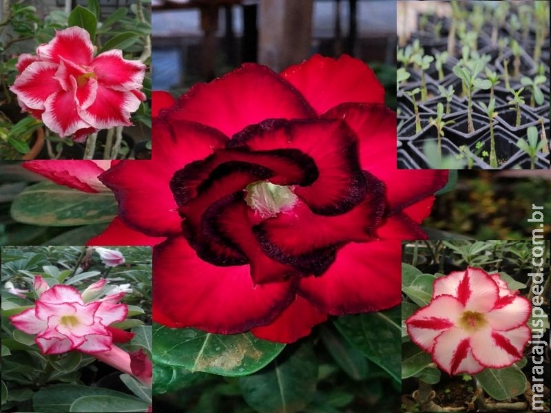 Maracaju: Feira de mudas de “Rosas do Desertos e Orquídeas”