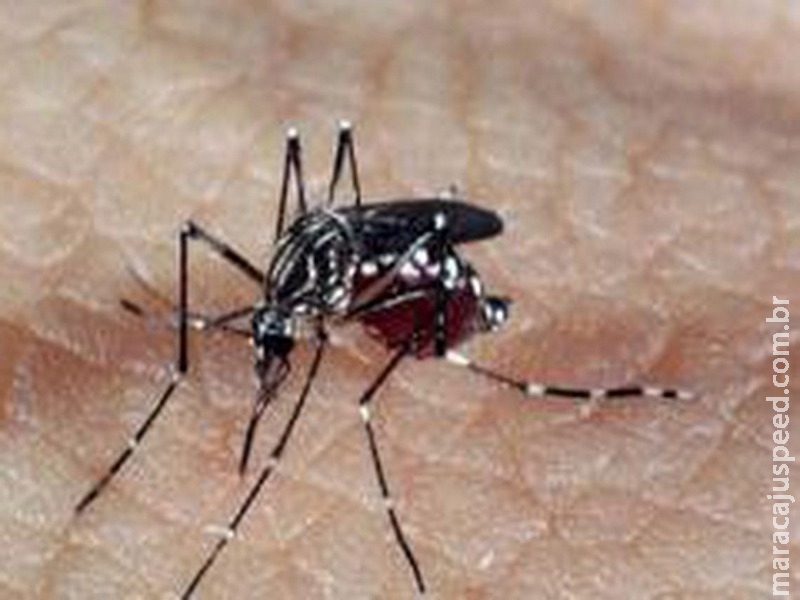 Marcador biológico facilita diagnóstico da dengue hemorrágica