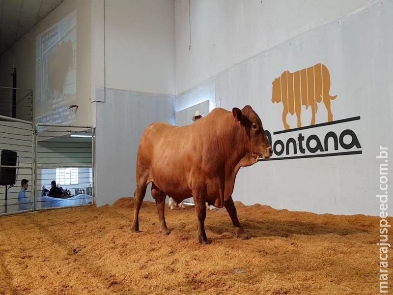 Megaleilão Montana vende touros pela média de R$ 9.500, com valorização de 12% em relação a 2017 Megaleilão Montana vende touros pela média de R$ 9.500, com valorização de 12% em relação a 2017