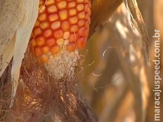 No fim da safrinha de milho, Conab aponta queda de 32% na produção em MS