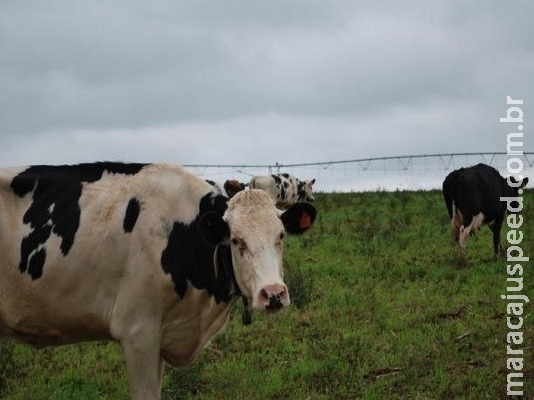 Novas regras para exportação de animais vivos são publicadas no Diário Oficial Novas regras para exportação de animais vivos são publicadas no Diário Oficial