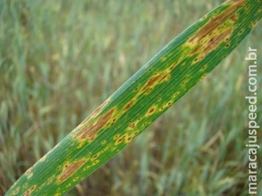 Novas tecnologias para controle da mancha amarela em trigo Novas tecnologias para controle da mancha amarela em trigo