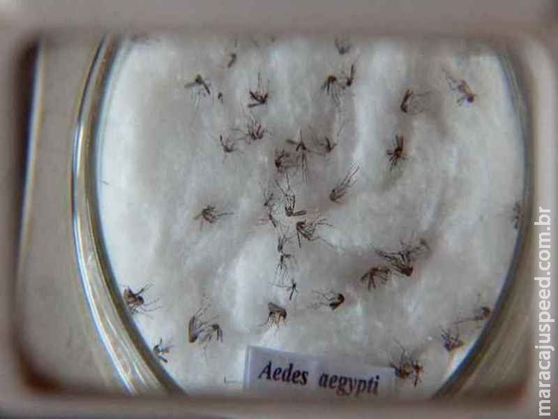 Oito cidades registram alto índice de incidência de dengue em Mato Grosso do Sul Oito cidades registram alto índice de incidência de dengue em Mato Grosso do Sul