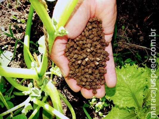 Pesquisa desenvolve fertilizante orgânico a partir da biomassa de plantas Pesquisa desenvolve fertilizante orgânico a partir da biomassa de plantas