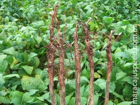Pesquisadores dão dicas para evitar doenças de solo no cultivo de soja