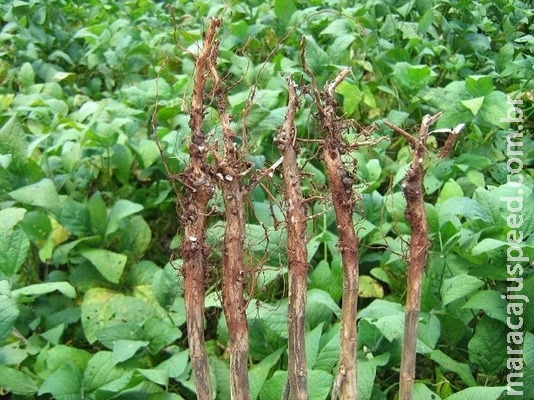 Pesquisadores dão dicas para evitar doenças de solo no cultivo de soja Pesquisadores dão dicas para evitar doenças de solo no cultivo de soja