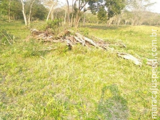 PMA aplica R$ 1,2 milhão em multas por desmatamento de Mata Atlântica PMA aplica R$ 1,2 milhão em multas por desmatamento de Mata Atlântica