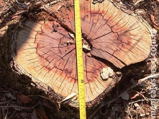 PMA autua fazendeiro em R$ 2,7 mil por derrubada de árvores para a exploração da madeira