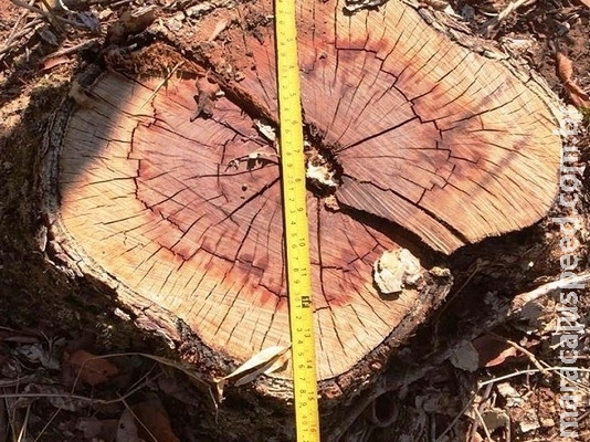 PMA autua fazendeiro em R$ 2,7 mil por derrubada de árvores para a exploração da madeira PMA autua fazendeiro em R$ 2,7 mil por derrubada de árvores para a exploração da madeira