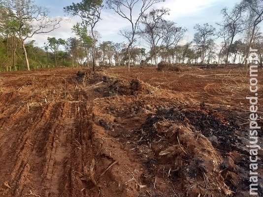 PMA autua fazendeiro por desmatamento ilegal de oito hectares e incêndio de vegetação nativa