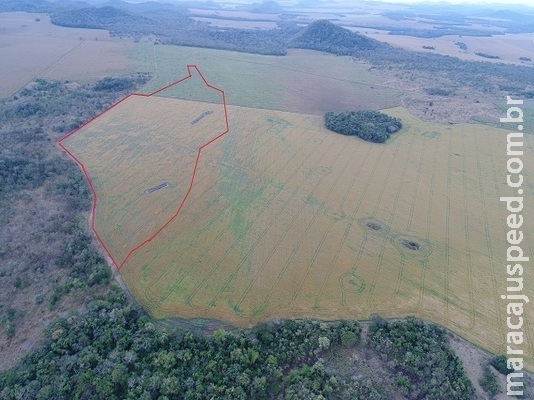 Polícia multa pecuarista em R$ 46 mil por desmatar área nativa Polícia multa pecuarista em R$ 46 mil por desmatar área nativa