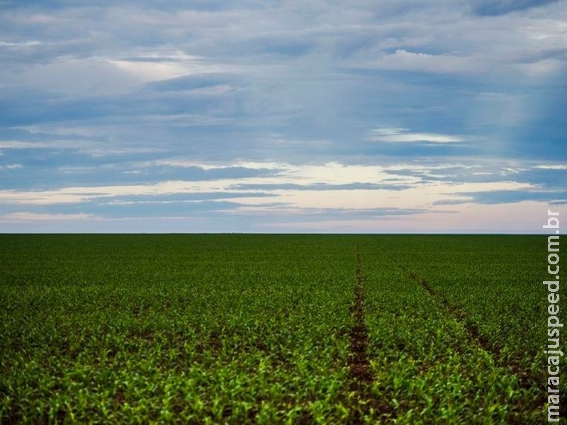Produção agrícola aumenta área colhida em 2017, mas valor caiu 0,6% Produção agrícola aumenta área colhida em 2017, mas valor caiu 0,6%