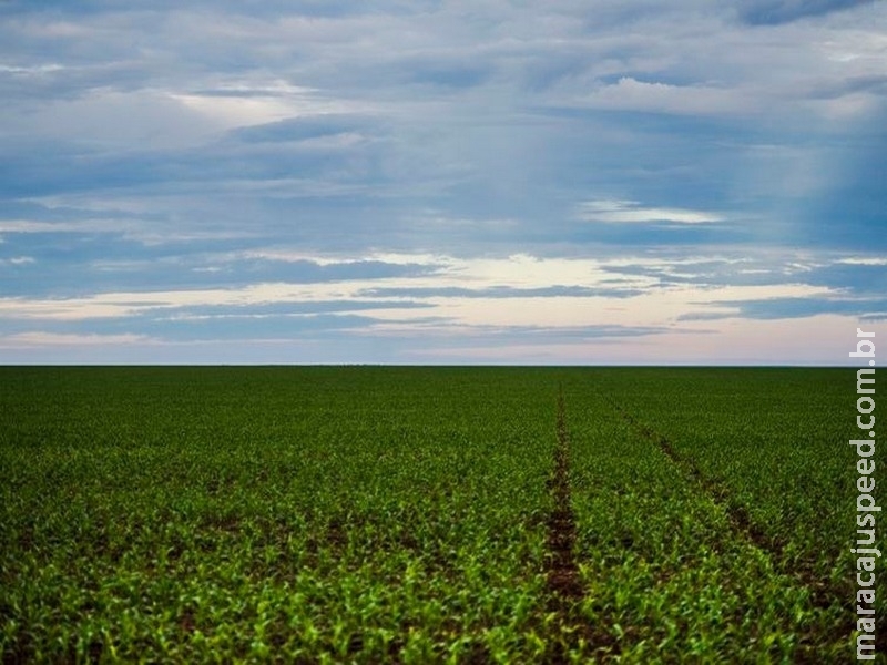 Produção agrícola aumenta área colhida em 2017, mas valor caiu 0,6%