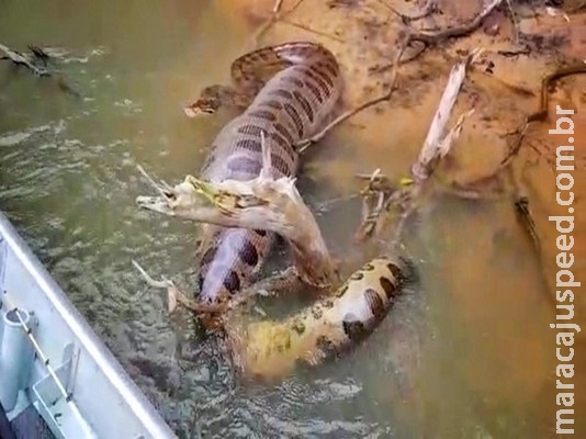Sucuri de barriga cheia impressiona pescadores em rio de MS: Sucuri de barriga cheia impressiona pescadores em rio de MS: