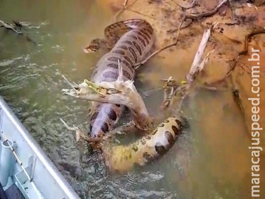 Sucuri de barriga cheia impressiona pescadores em rio de MS: 