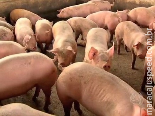 Após casos de peste suína no nordeste do país, entidade alerta suinocultores de MS para cuidado com sanidade do rebanho Após casos de peste suína no nordeste do país, entidade alerta suinocultores de MS para cuidado com sanidade do rebanho