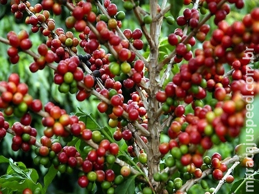 Brasil terá sete novos adidos agrícolas Brasil terá sete novos adidos agrícolas