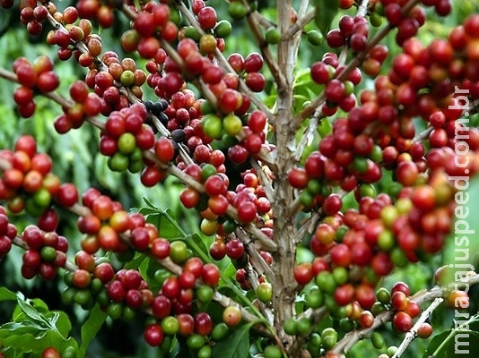 Brasil terá sete novos adidos agrícolas