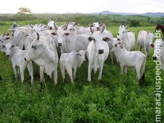 Brasil vai exportar gado vivo para o Irã