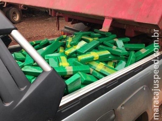 Cães farejados da PF encontram 888 quilos de maconha sob carregamento de soja Cães farejados da PF encontram 888 quilos de maconha sob carregamento de soja