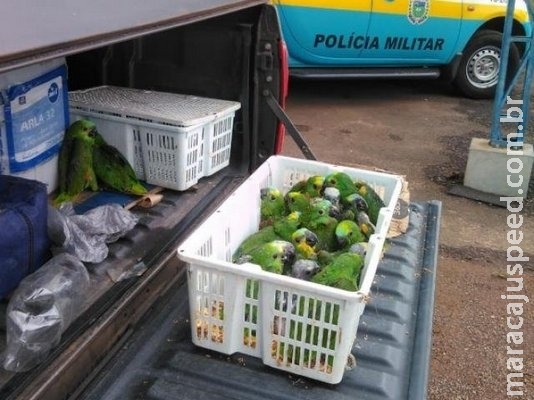 Casal é flagrado na MS-276 com 24 papagaios que seriam vendidos em SP