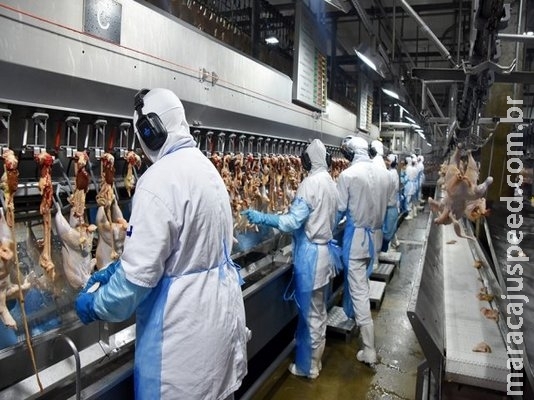 Celulose e carnes provocam aumento de 23% nas exportações de MS Celulose e carnes provocam aumento de 23% nas exportações de MS