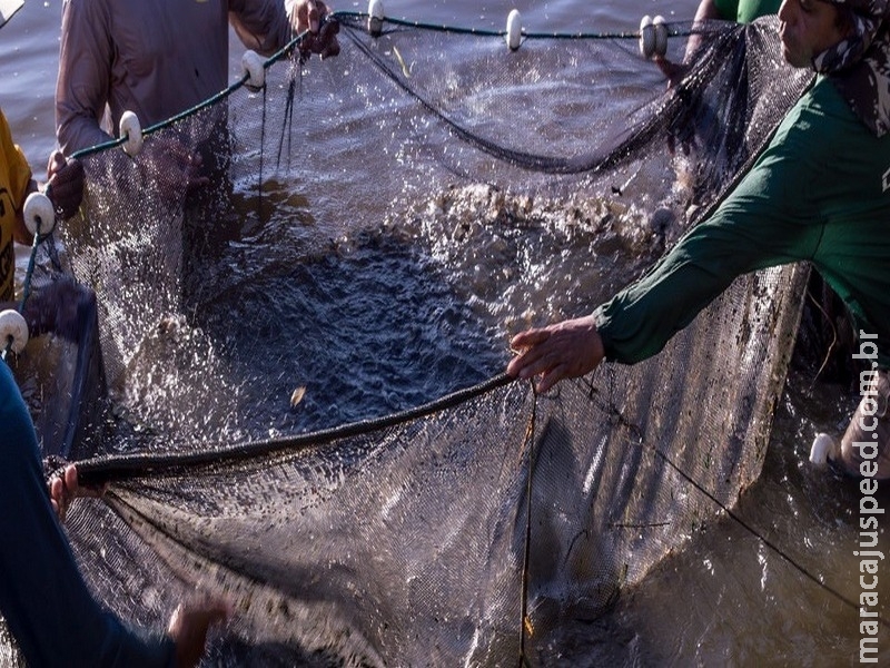 Como denunciar pesca irregular e outros crimes contra o meio ambiente? Como denunciar pesca irregular e outros crimes contra o meio ambiente?