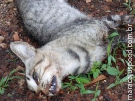 Cuidadora denuncia envenenamento de gatos e quer acionar polícia