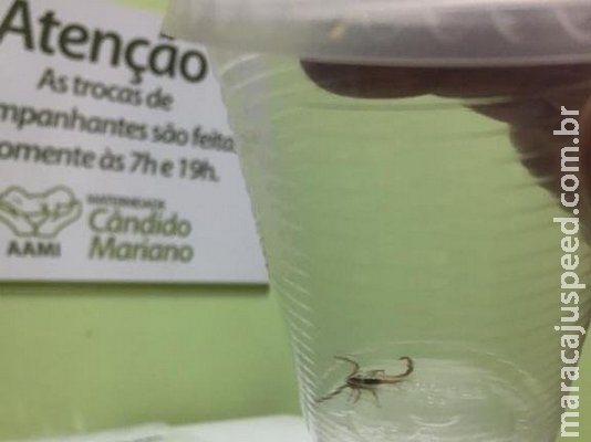 Escorpião aparece em quarto de maternidade e assusta pais Escorpião aparece em quarto de maternidade e assusta pais