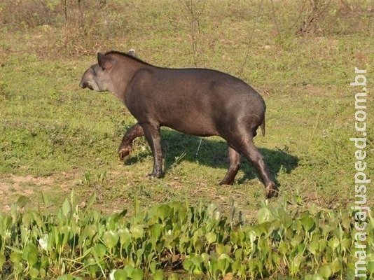 Estudo mostra que agrotóxicos ameaçam vida no Cerrado de MS Estudo mostra que agrotóxicos ameaçam vida no Cerrado de MS