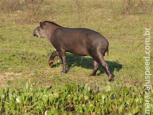 Estudo mostra que agrotóxicos ameaçam vida no Cerrado de MS