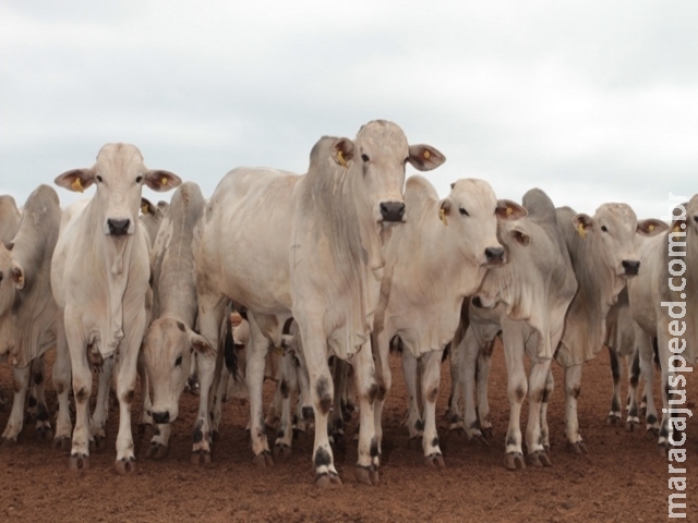 Exportações de carne bovina in natura de MS sobem 9% em 2018 Exportações de carne bovina in natura de MS sobem 9% em 2018