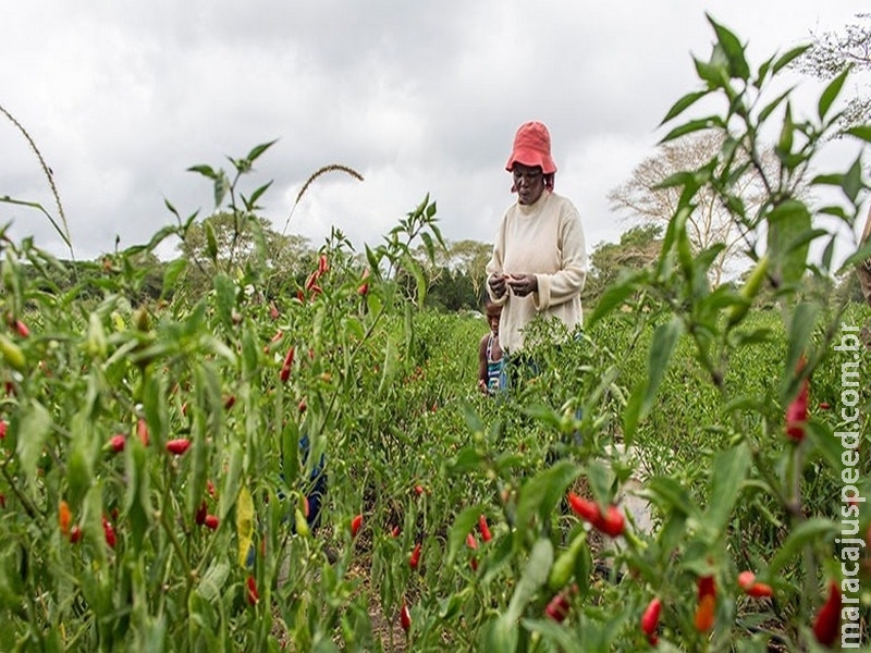 FAO: trabalho das mulheres rurais é essencial para a segurança alimentar no mundo FAO: trabalho das mulheres rurais é essencial para a segurança alimentar no mundo