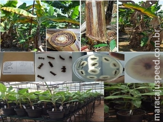 Fusariose da bananeira será estudada em detalhes em novo projeto da Embrapa Fusariose da bananeira será estudada em detalhes em novo projeto da Embrapa