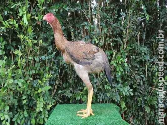 Galinha gigante é vendida por R$ 74 mil no interior de São Paulo Galinha gigante é vendida por R$ 74 mil no interior de São Paulo