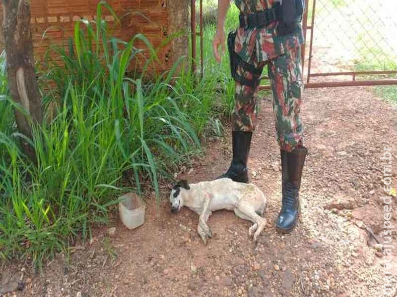 Homem é multado em R$ 500 por abandonar cão doente na rua Homem é multado em R$ 500 por abandonar cão doente na rua
